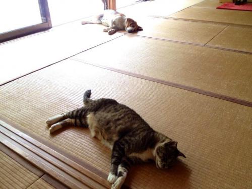 51751394_272622180300305_1332455625820471296_n